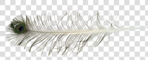 Feathers Png Free   Eyelash Extensions  Transparent Png