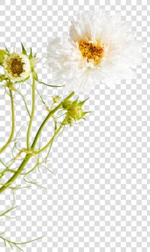 Chrysanths  HD Png Download