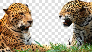 Transparent Leopard Png   Jacksonville Jaguars Funny Memes  Png Download