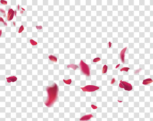 Petal Flower Beach Transprent   Falling Rose Petals Png  Transparent Png