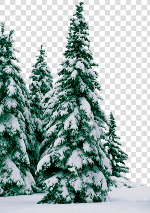  trees  winter  snow  frost   Елки В Снегу Png  Transparent Png