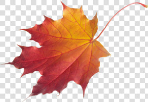 Autumn Leaves Png Image   Autumn Leaves Png  Transparent Png