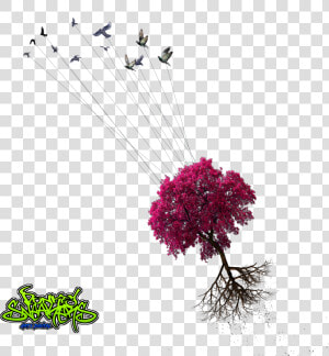 Birds Taking Tree Png Donkeysneakers   Nurhayat Şuara Sözleri  Transparent Png