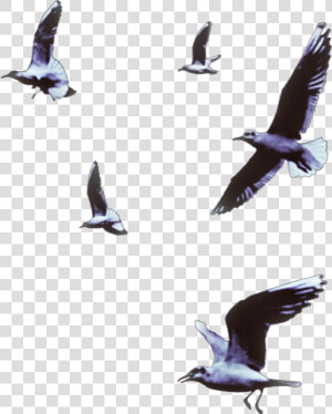  seagulls  birds  flying  animals  vipshoutout Bird   Flock  HD Png Download