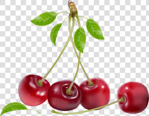 Cherries Png Clipart   Cherries Png  Transparent Png