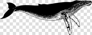 Humped Back Whale Rubber Stamp Title Humped Back   Humpback Whale  HD Png Download