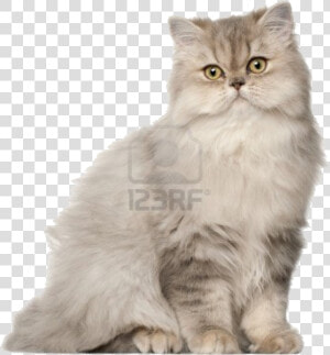 To Medium Sized Long Haired Cat british Longhair asian   Persian Cat  HD Png Download