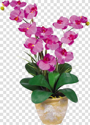 Orchid Double Stem Phalaenopsis Silk Orchid Arrangement  HD Png Download