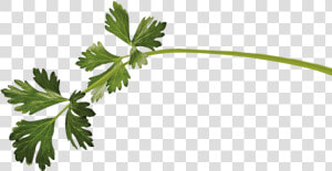 Marinar Planta   Imagem De Temperos Png  Transparent Png