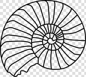 Spiral Shell Svg Clip Arts   Shell Outline  HD Png Download