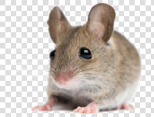 Rat Mouse Png Free Download   Cute Mice  Transparent Png