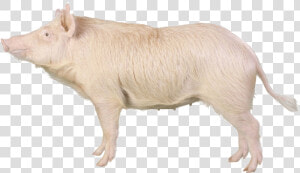 Sinclair Miniature Swine  HD Png Download