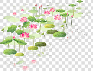 Drawn Lotus Shapla   Floral Lotus Frame Png  Transparent Png