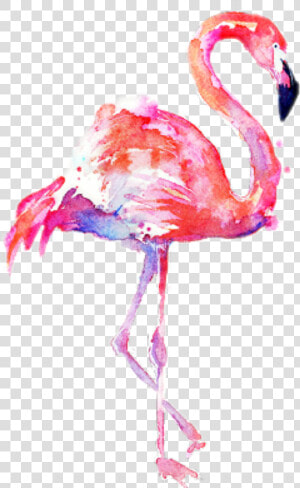 Flamingo Transparent Water Color   Transparent Background Flamingo Png  Png Download