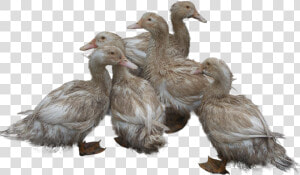 Ducks Png Image   Duck And Ducklings Png  Transparent Png