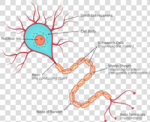 Human Brain Neuron Diagram  HD Png Download