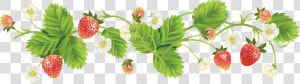 Transparent Strawberry Clipart Png   Strawberries Plant Clipart Border  Png Download