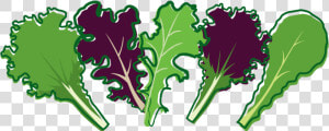 Cabbage Clipart Salad Leave   Salad Leaf Clip Art  HD Png Download