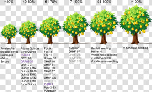 Dwarfing Rootstock  HD Png Download