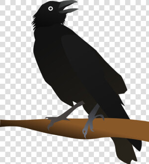 Crow Like Bird new Caledonian Crow american Crow   Clip Art Image Of Crow  HD Png Download