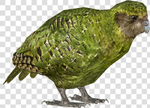 List Button   Kakapo Transparent  HD Png Download