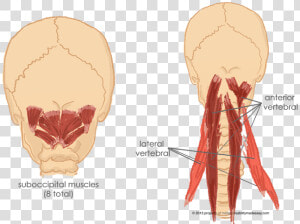 Paravertebral Cervical Muscles  HD Png Download