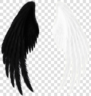  wings  black  white  black And White   Red Angel Wings Png  Transparent Png