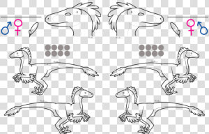 Raptor Lineart   Free To Use Raptor Base  HD Png Download