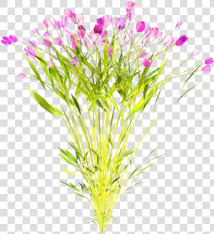 Dianthus  HD Png Download