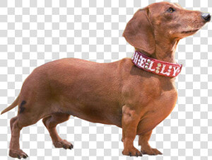 Weiner Dog Png   Wiener Dog Transparent Background  Png Download