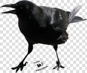 Crow Free Png Image   Crow Face Transparent  Png Download