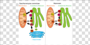 Overview Of Er mitochondria Lipid Flux In Yeast And   Phosphatidic Acid Endoplasmic Reticulum  HD Png Download