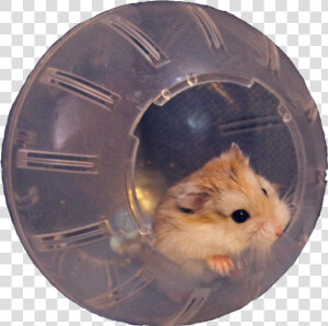 Hamster  HD Png Download