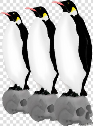 Emperor Penguins Skulls   Adã©lie Penguin  HD Png Download