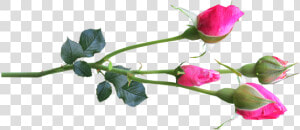 Flower  Stem  Rose  Buds Pink   Rose Buds Png  Transparent Png