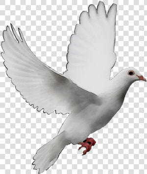 Pigeons And Doves Doves As Symbols Release Dove Peace   Transparent Background Dove Png  Png Download