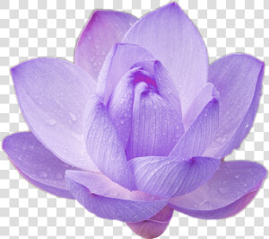 Purple Lotus Png Lotus Flower Cool Nature Png For Your   Transparent Purple Lotus Flowers  Png Download