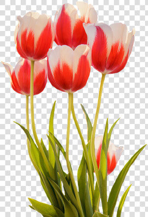 Tulips  Red  Spring  Flower  Blossom  Bloom  Nature   Transparent Spring Flowers  HD Png Download