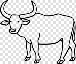 Water Coloring Page Adult   Carabao Black And White Clipart  HD Png Download