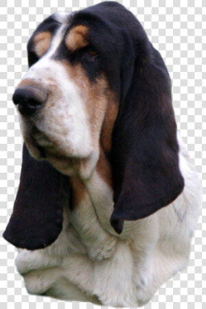 Basset Hound Head Study  Black Nose Sailor Maintain   Basset Hound Head Png  Transparent Png