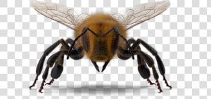 Honeybee  HD Png Download