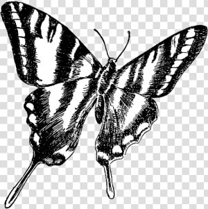 Butterfly  Vintage  Drawing  Transparent  Background   Zebra Swallowtail Butterfly Clip Art  HD Png Download