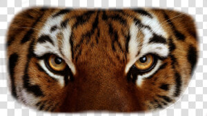 Tiger Eyes Png   Close Up Tiger Eyes  Transparent Png