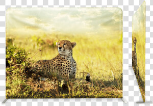 Cheetahs In The Savanna  HD Png Download