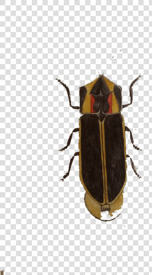 Cockroach Insect Blattodea   Soldier Beetle  HD Png Download