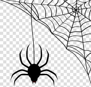 Teia De Aranha Png  Transparent Png