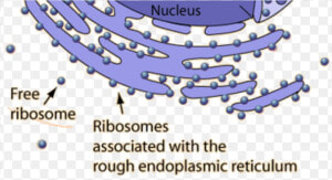 Ribosomes In A Cell  HD Png Download