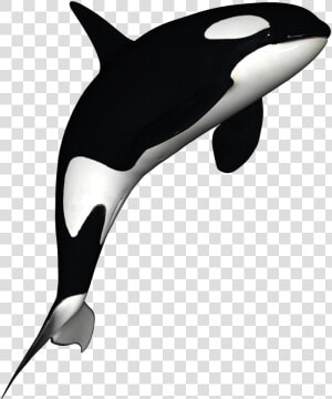 Transparent Whale Clip Art   Orca With No Background  HD Png Download