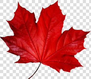 Maple Leaf Smule Autumn   Fall Red Leaf Png  Transparent Png