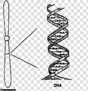 A Chromosome Sketch With A Small Region Expanded To   Sketch Of Dna Structure  HD Png Download